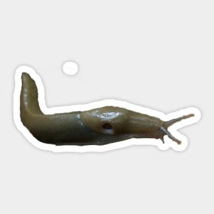 Banana Slug!! Sticker